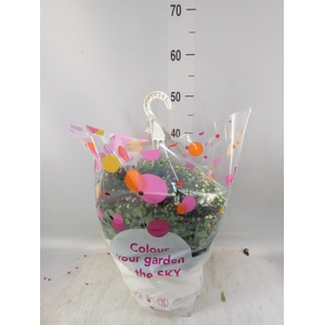 Chrysanthemum  'Skyfall'  ..mix