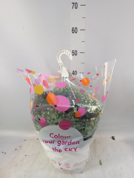 <h4>Chrysanthemum  'Skyfall'  ..mix</h4>