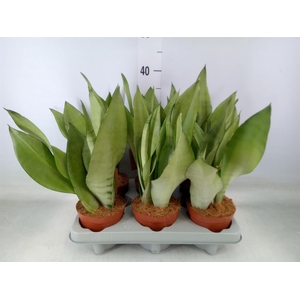 Sansevieria trifa. 'Moonshine'