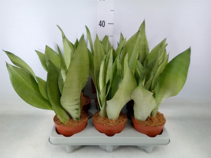 <h4>Sansevieria trifa. 'Moonshine'</h4>
