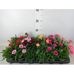 Dianthus   ...mix