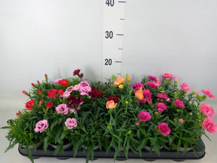 <h4>Dianthus   ...mix</h4>