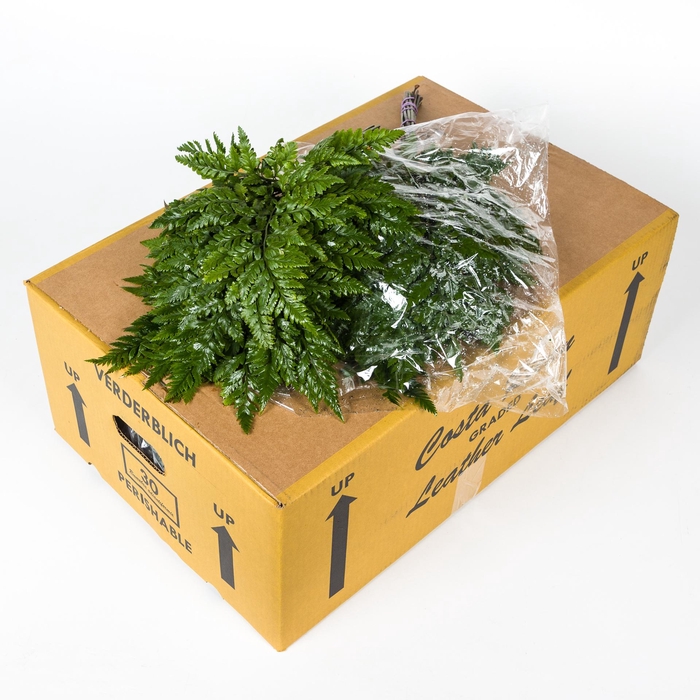 <h4>LEDERVAREN MEDIUM CR</h4>