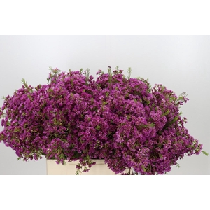Chamelaucium Mars