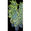 Citrus hystrix