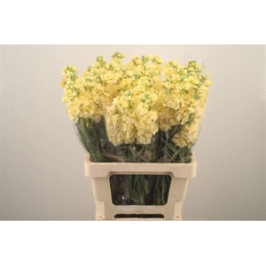 MATTH IRON YELLOW