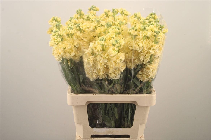 <h4>MATTH IRON YELLOW</h4>