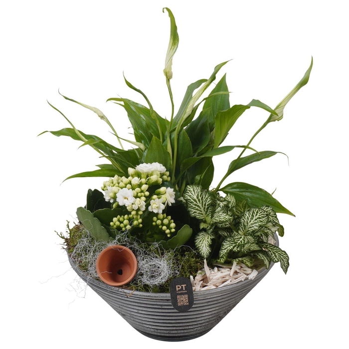 <h4>Arr.    Planten  L%</h4>