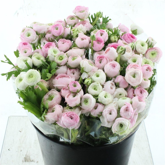 <h4>Ran El Soft Pink Extra</h4>