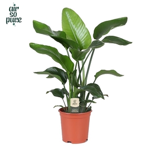 Strelitzia Nicolai p21 (Air so Pure)