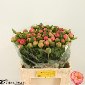 PAEONIA CORAL CHARM