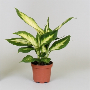 Dieffenbachia 'Camilla'