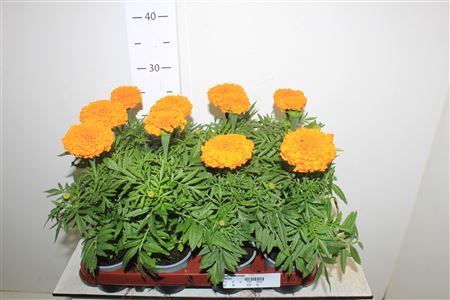 <h4>Tag Er Orange</h4>