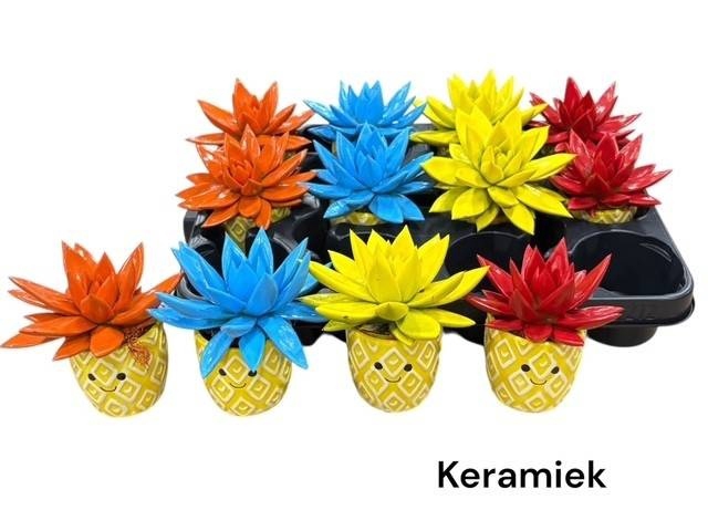 <h4>ARR SUCCULENTEN</h4>