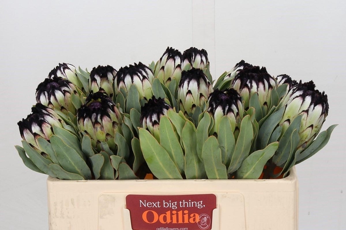 <h4>Protea Niobe</h4>