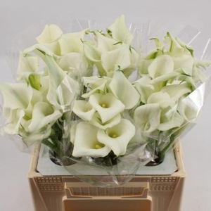 CALLA CRYSTAL BLUSH ZANT CRYSTAL BL