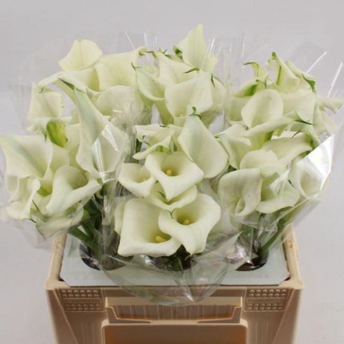 <h4>CALLA CRYSTAL BLUSH ZANT CRYSTAL BL</h4>