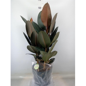 Ficus elastica 'Abidjan'