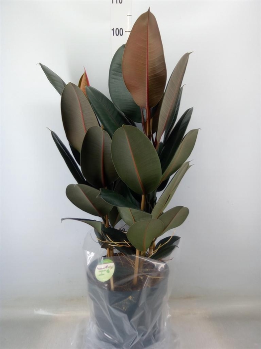 <h4>Ficus elastica 'Abidjan'</h4>