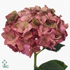 Hydrangea rodeo classic