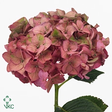 Hydrangea rodeo classic