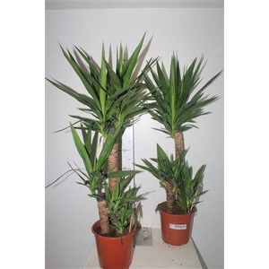 Yucca 60-30-20 Cm