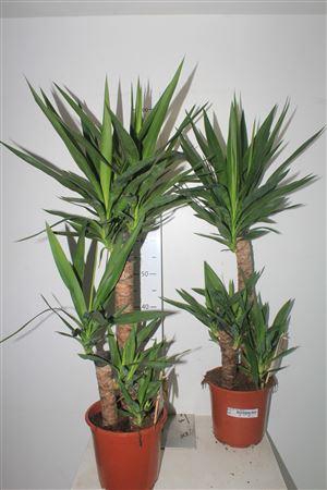 <h4>Yucca 60-30-20 Cm</h4>