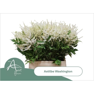 ASTIL JA WASHINGTON