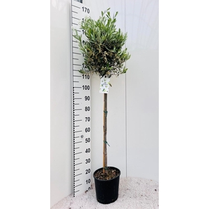 Olea europaea on stem