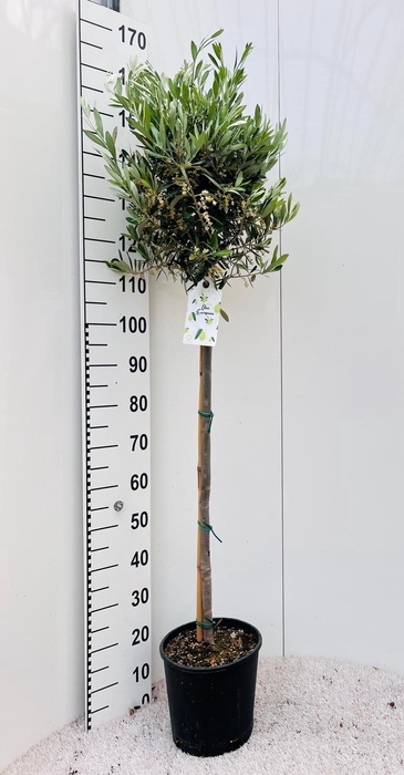 <h4>Olea europaea on stem</h4>