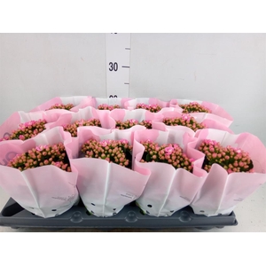 Kalanchoe blos.   ..rosebud
