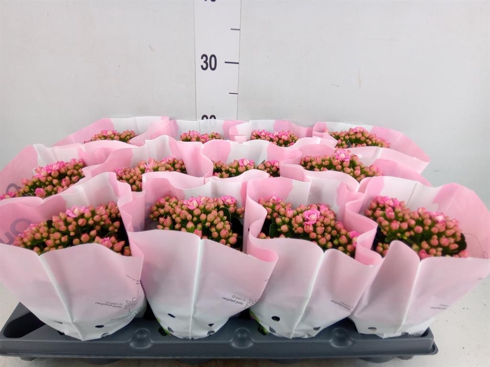 <h4>Kalanchoe blos.   ..rosebud</h4>