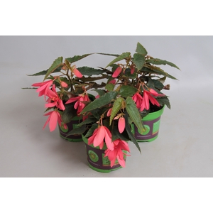 Begonia Hang Rose