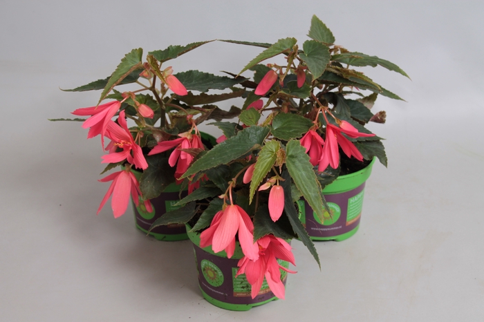 <h4>Begonia Hang Rose</h4>