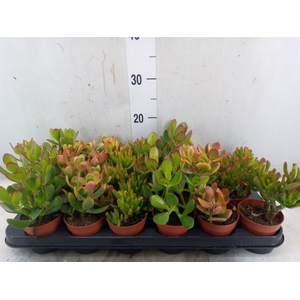 Crassula   ...mix
