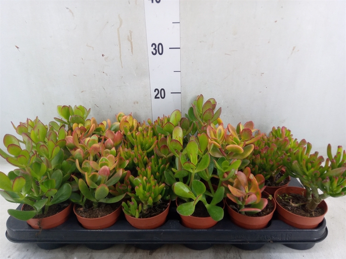 <h4>Crassula   ...mix</h4>