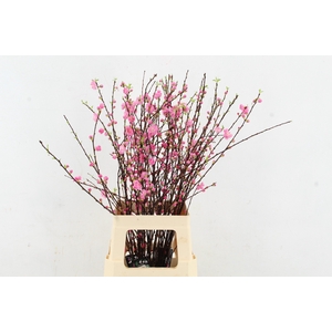 PRUNUS TRILOBA VERTAKT 080CM