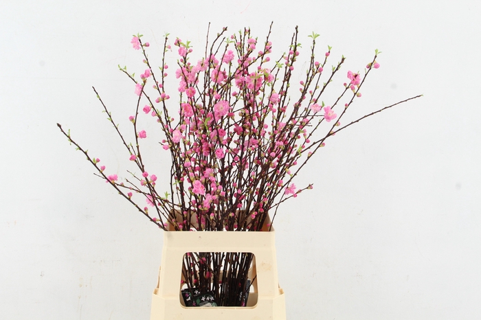 <h4>PRUNUS TRILOBA VERTAKT 080CM</h4>