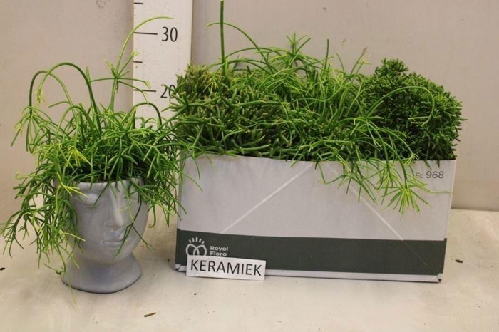 <h4>RHIPSALIS GEM</h4>