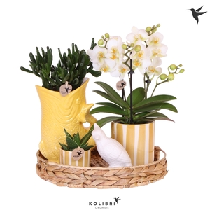 Kolibri Green up your home Gift Set Mediterranean Sunset yellow