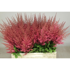 ASTIL AR ELSE SCHLUC