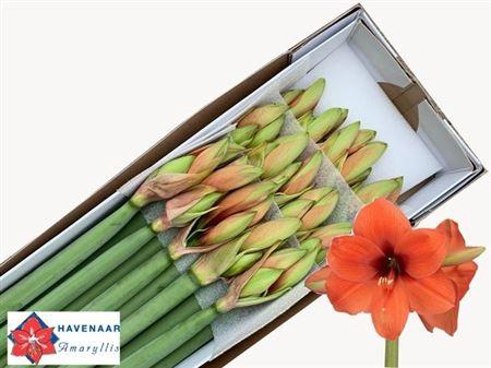 <h4>Hipp Ga Horizon</h4>