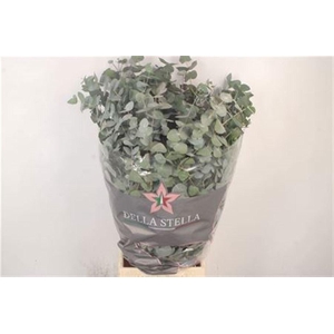 Euca Cinerea Per Bunch 400 Gram S U