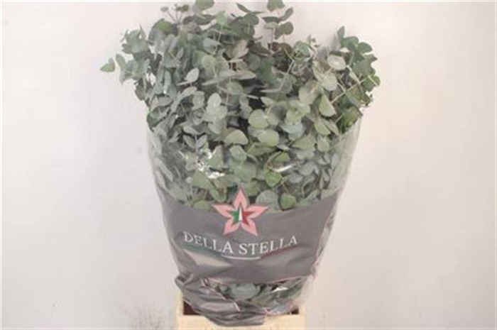 <h4>Euca Cinerea Per Bunch 400 Gram S U</h4>