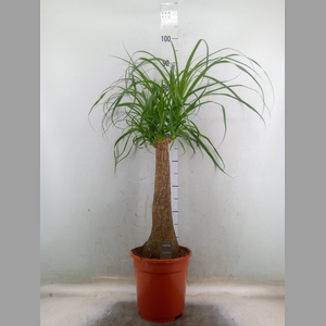 Beaucarnea recurvata