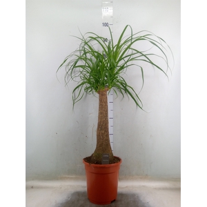 Beaucarnea recurvata