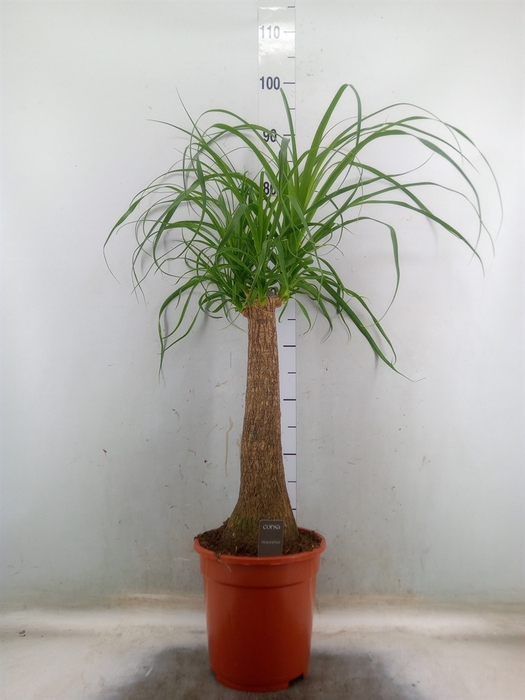 <h4>Beaucarnea recurvata</h4>