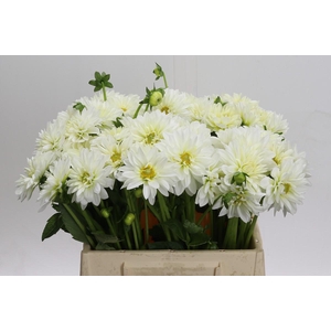 Dahlia White Cap