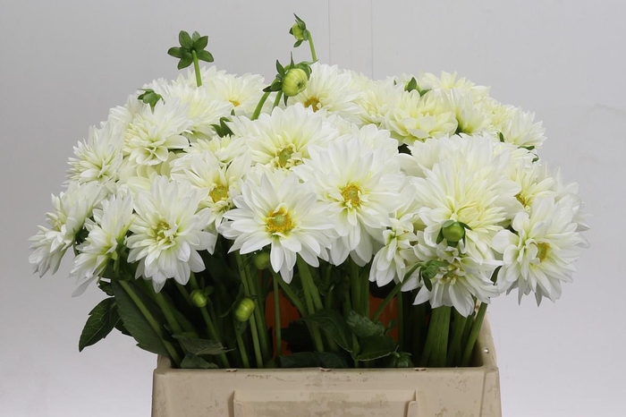 <h4>Dahlia White Cap</h4>