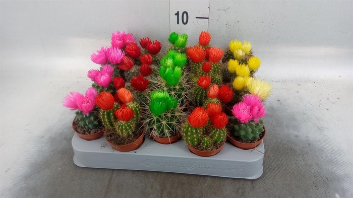 <h4>Cactus   ...decorated</h4>